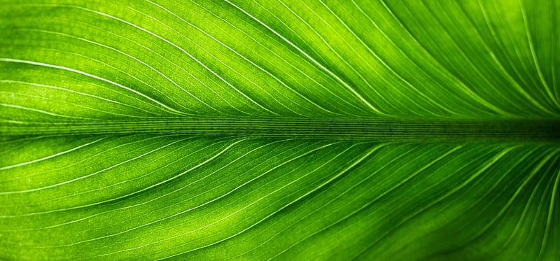 Eco-Friendly Home Projects